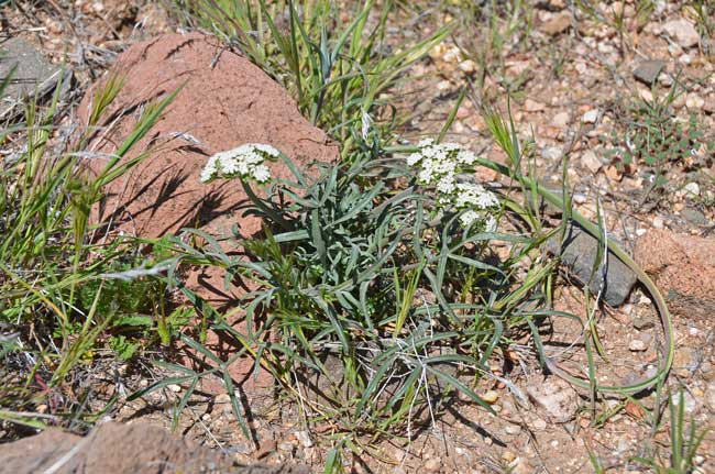 Lomatium nevadense, Nevada  Biscuitroot or Wild Parsley, Southwest Desert Flora